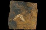 Paleocene Fossil Flower Stamen (Palaeocarpinus) - North Dakota #95370-1